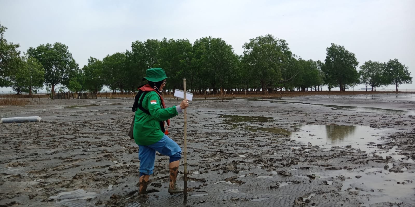 Rdmp Kilang Pertamina Plaju Tanam Mangrove Di Sungsang Banyuasin