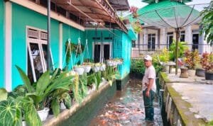 ikan